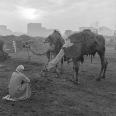 Early Morning in the Camel Market Egypt, circa 1990