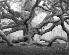 Angel Oak, Johns Island, South Carolina, 2012