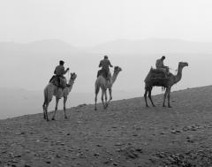 4 Camels, Egypt, 1985